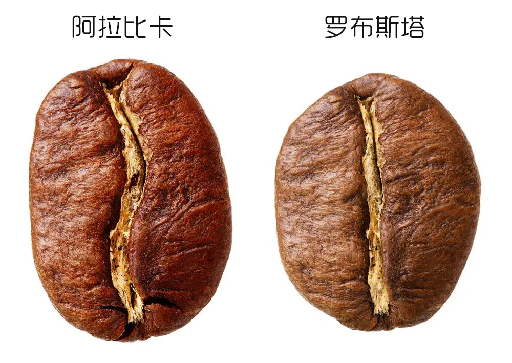 阿拉比卡和罗布斯塔咖啡豆