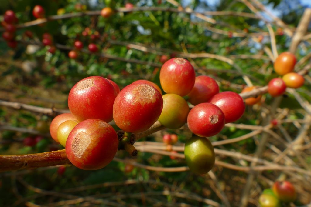 咖啡樱桃（coffee cherry）