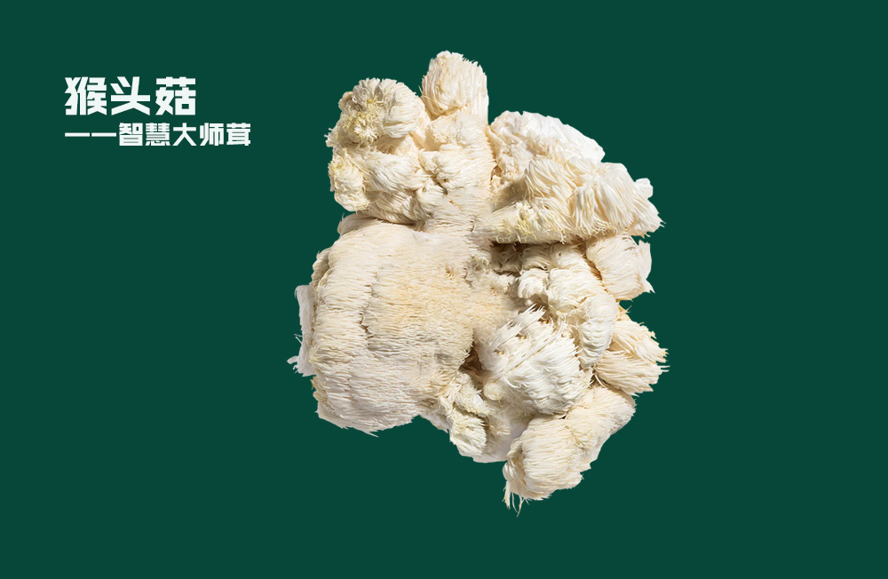 猴头菇——智慧大师