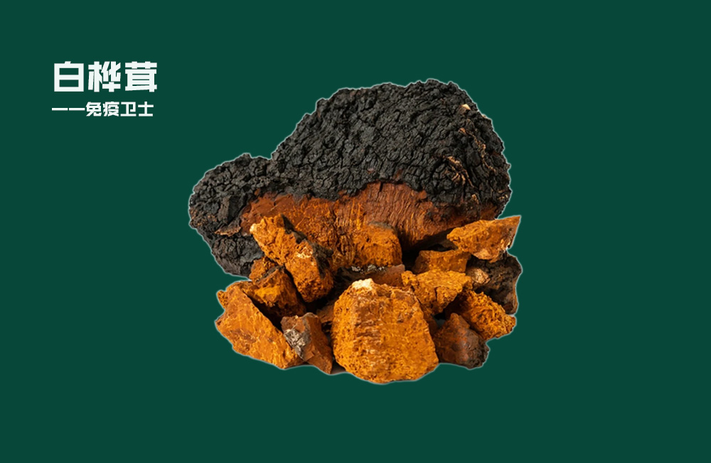 白桦茸——免疫卫士