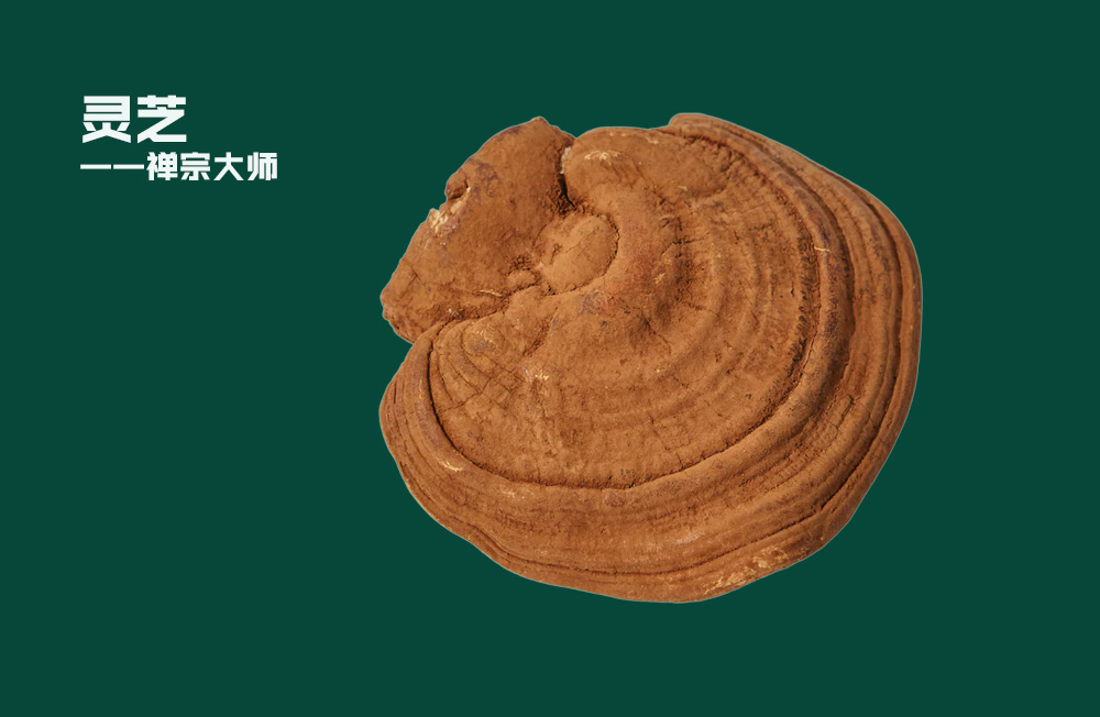 灵芝 ——禅宗大师