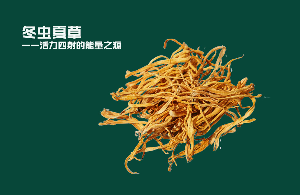 冬虫夏草 ——活力四射的能量之源